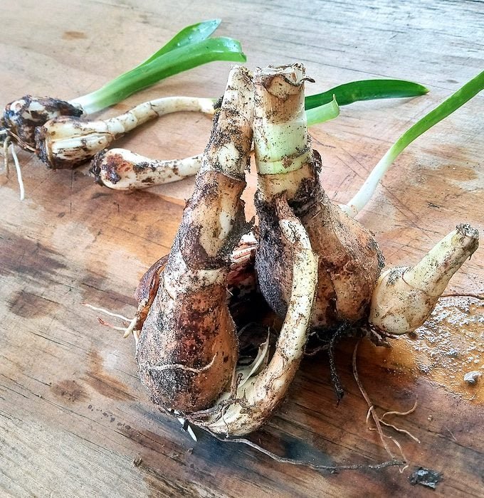 Crinum Lily Flower Bulbs for Home Garden & Terrace | Large Fragrant Blooming Lily Plants | Easy 